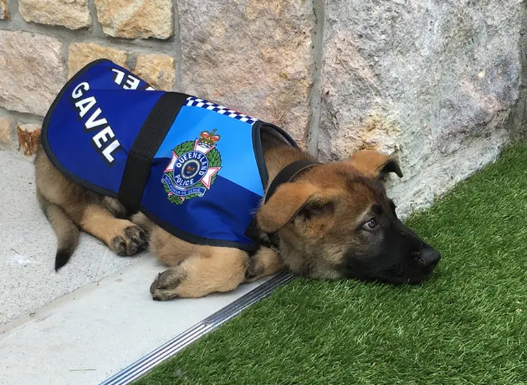 Reto al destino: lo echan de la policí­a canina por tierno, pero se convierte en la mascota del Gobernador