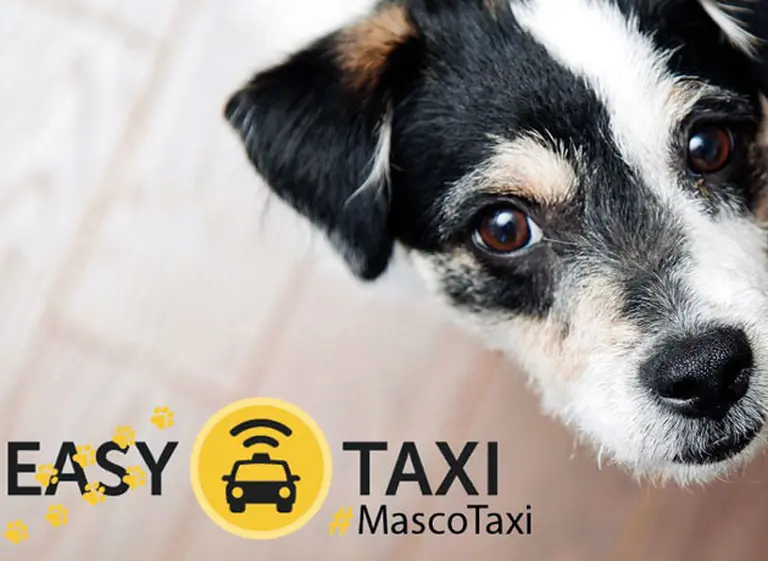 Pasajeros de Easy Taxi podrán viajar acompañados de sus mascotas