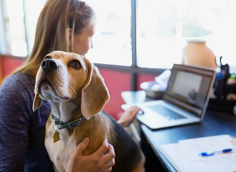 Demuestran que un año humano no equivale a 7 años de un perro