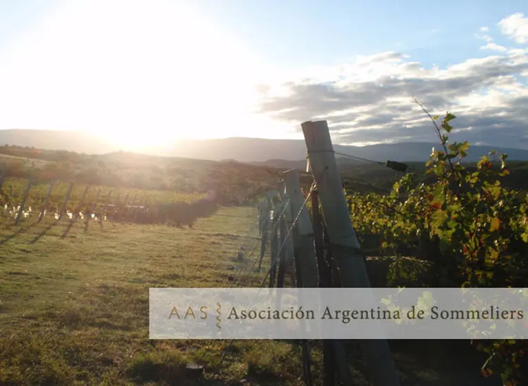 Cinco vinos de Córdoba para redescubrir las mejores bodegas de esa provincia