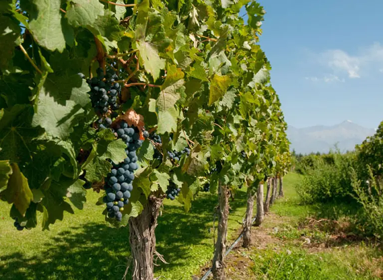 La Argentina y Peru avanzan para ampliar exportaciones agrarias