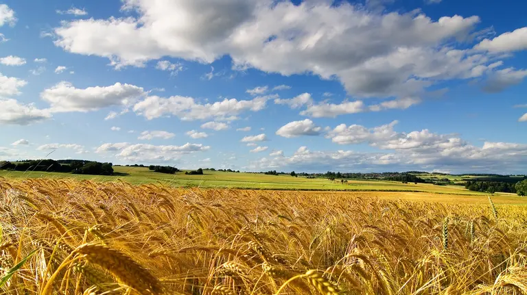 ¿Contador o agrimensor?: piden reformular régimen de tierras explotadas