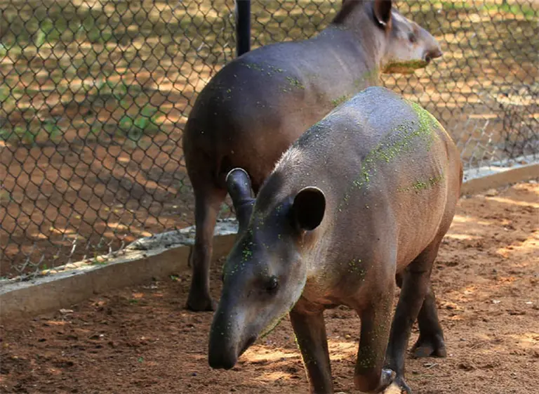 Venezuela: denuncian el robo de animales de un zoo ante escasez de alimentos