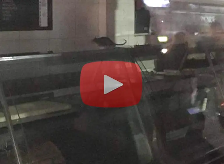 Video: la carnicerí­a de Recoleta clausurada por presencia de ratas