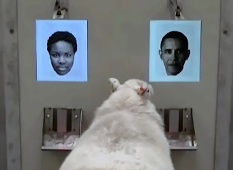Video: ¿Por qué las ovejas reconocen a Barack Obama?