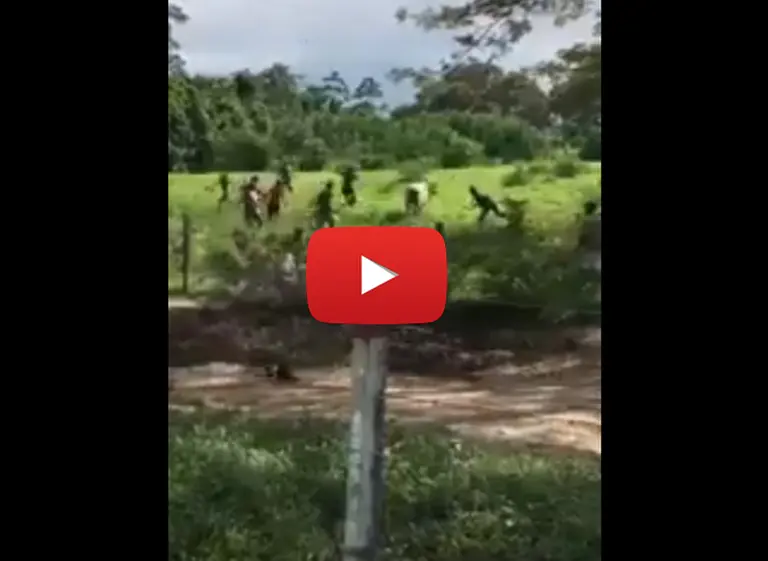 "El pueblo tiene hambre": matan a piedrazos a una vaca en Venezuela