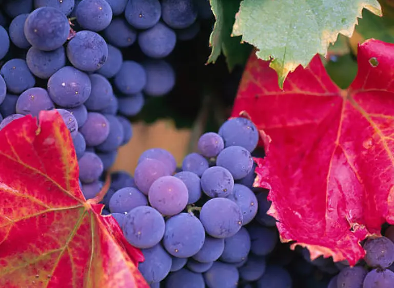 Cinco Malbec de la Patagonia para redescubrir los vinos de alta gama del sur del paí­s