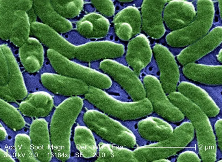 Todo lo que hay que saber sobre la bacteria "comedora de carne" que aqueja a las playas de Uruguay