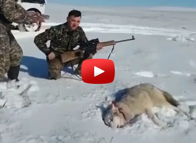 Creí­a que habí­a matado a un lobo con su rifle, pero no esperaba el contraataque