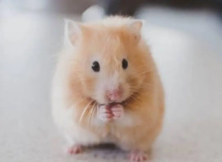 Insólito: no la dejaron subirse al avión con su hámster y lo tiró por el inodoro