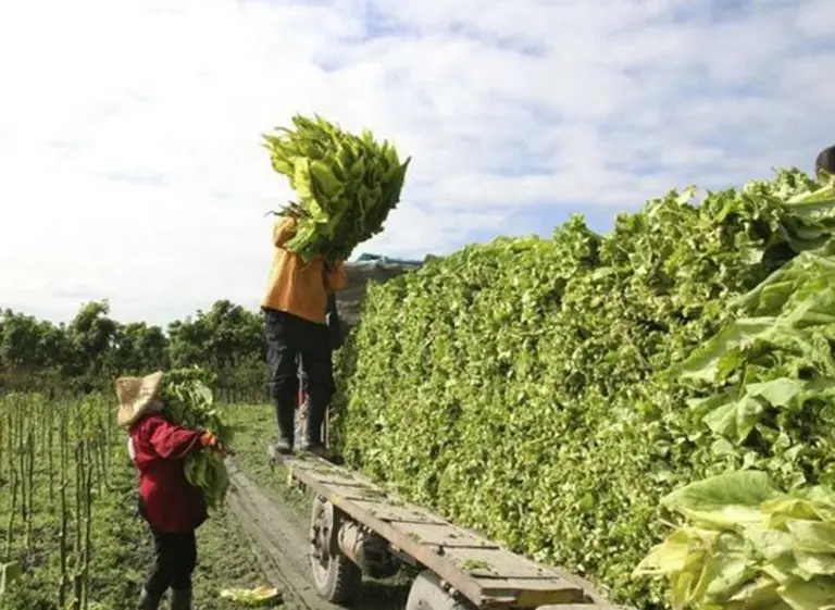Tabacaleros sellaron el acuerdo de precios y este jueves arranca el acopio