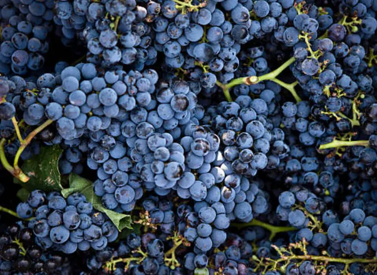 Por suba de costos, subsidiarán y darán créditos a productores y bodegas de Río Negro