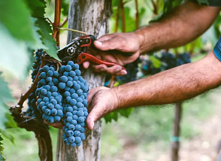Vinos: la cosecha de uvas creció 20% pero dejó 500.000 toneladas menos que en 2013