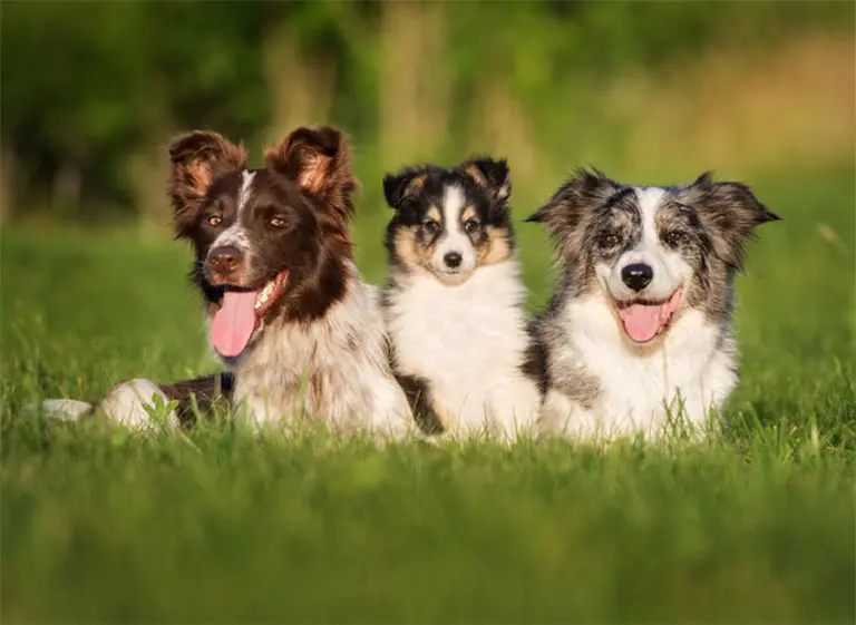 Top 10: estas son las razas de perros más inteligentes