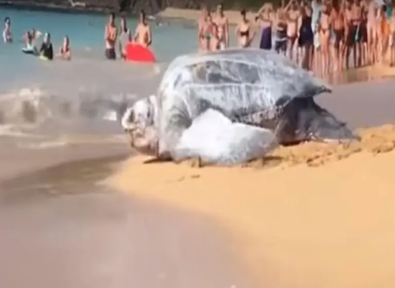 ¿Real o truco?: el video de la increí­ble tortuga gigante apareció en una playa de México