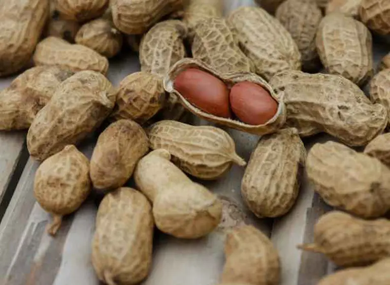 Innovación con ADN nacional: Argentina usa cáscara de maní­ y biomasa para energí­a limpia