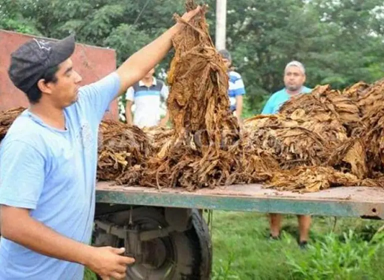 Monotributo Social: por reforma tributaria, la mayorí­a de los tabacaleros perderí­a la categorí­a