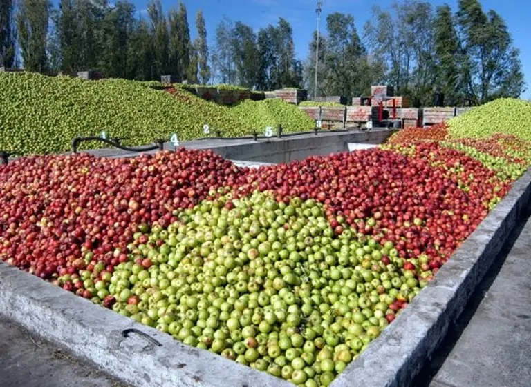 Patagonian Fruits evalúa la compra de Moño Azul