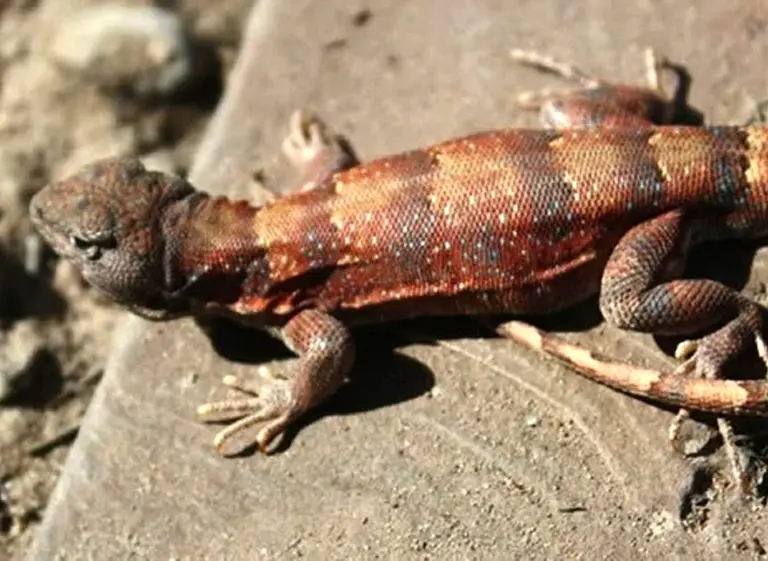 Por qué una lagartija podrí­a frenar explotación de Vaca Muerta