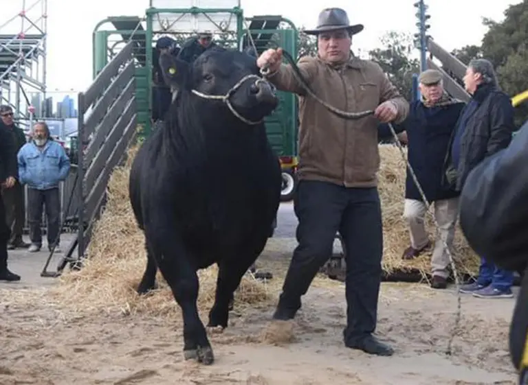 El toro Mbappé fue el primer animal en ingresar a La Rural