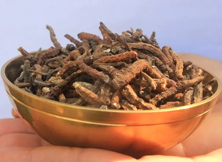 Yarsagumba: el poderoso "Viagra del Himalaya" que vale más que el oro