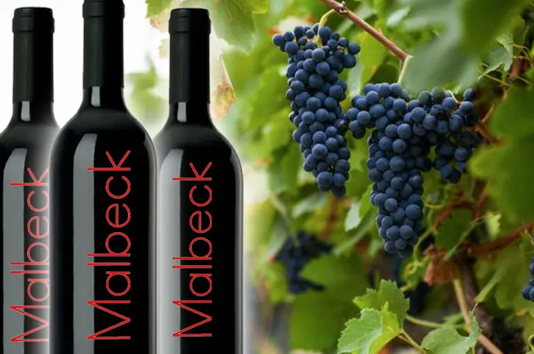 ¿Con k?: por qué en la Argentina al Malbec se lo llamaba “Malbeck”