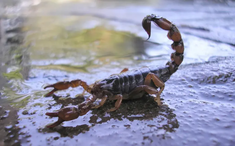 ¿Qué hacer ante la picadura de un escorpión?