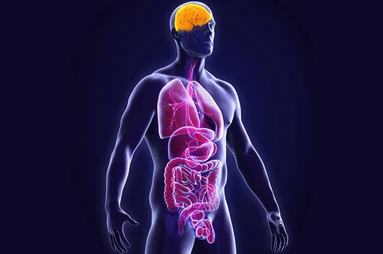 Efectos del alcohol sobre nuestros órganos