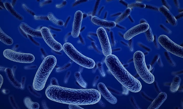 A raíz de una guerra, el cólera vuelve a ser protagonista y genera altas tasas de mortalidad