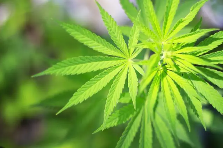 Los efectos de la marihuana podrían repercutir en el organismo de manera más negativa que el cigarrillo