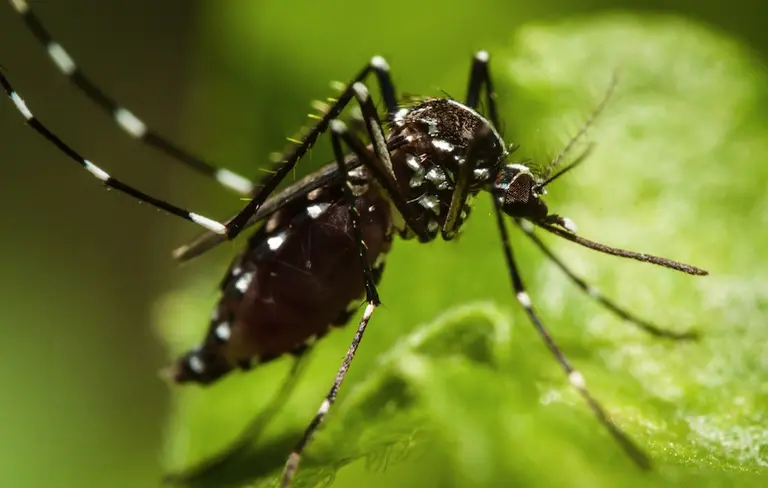 Cómo ha evolucionado en el último tiempo uno de los virus más peligrosos