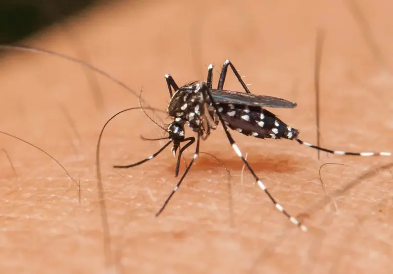 Cuatro enfermedades tienen un alto impacto en la Argentina