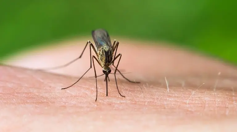 Fiebre amarilla: dos argentinos fallecidos en Brasil