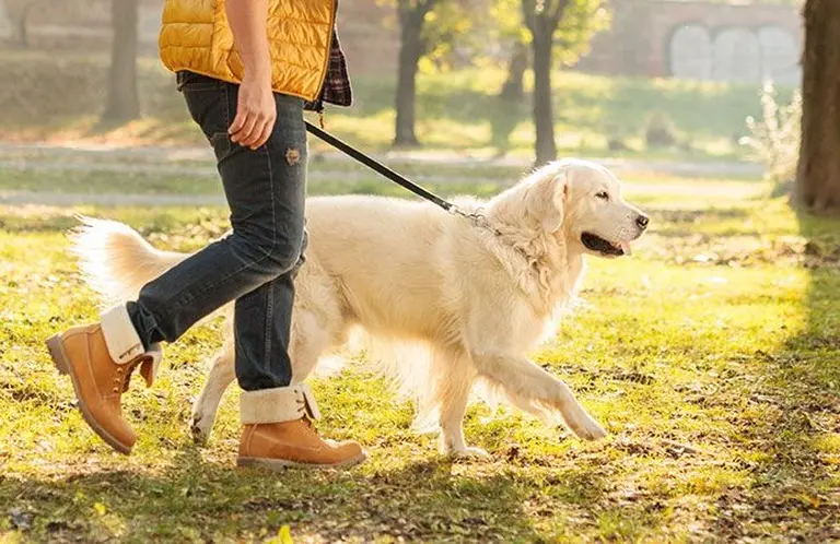 Una a una, ¿cuáles son las enfermedades que pueden transmitir los perros?
