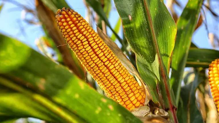 La AFIP reformula los regímenes de retención en IVA y Ganancias que recaen sobre los granos