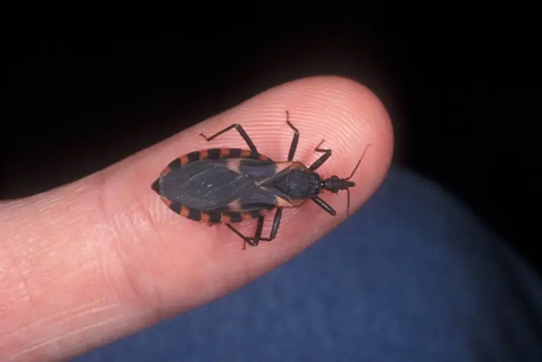 Chagas: la UBA y otras instituciones en un encuentro para erradicar la enfermedad del país