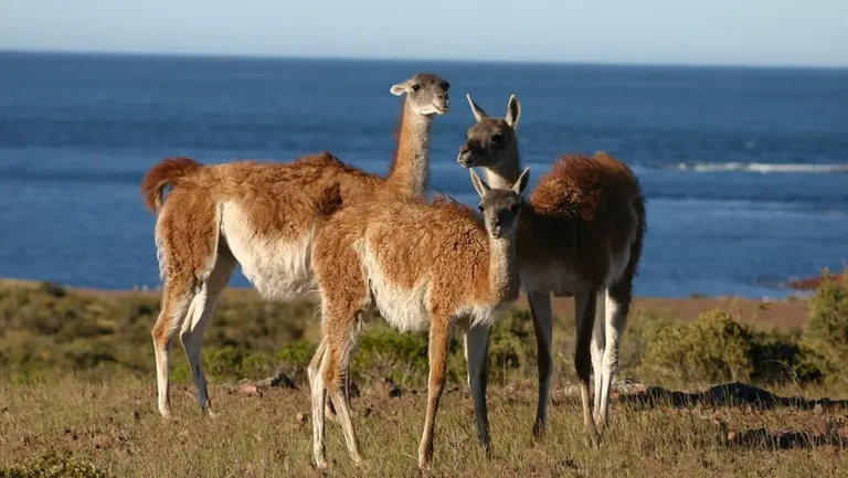 "Probé la tira de asado de guanaco y es muy buena", asegura el primer exportador argentino de esta carne