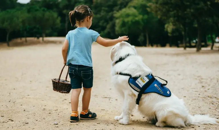 Perros de asistencia, una compañía necesaria: ¿cómo obtener el permiso y dónde se admiten?