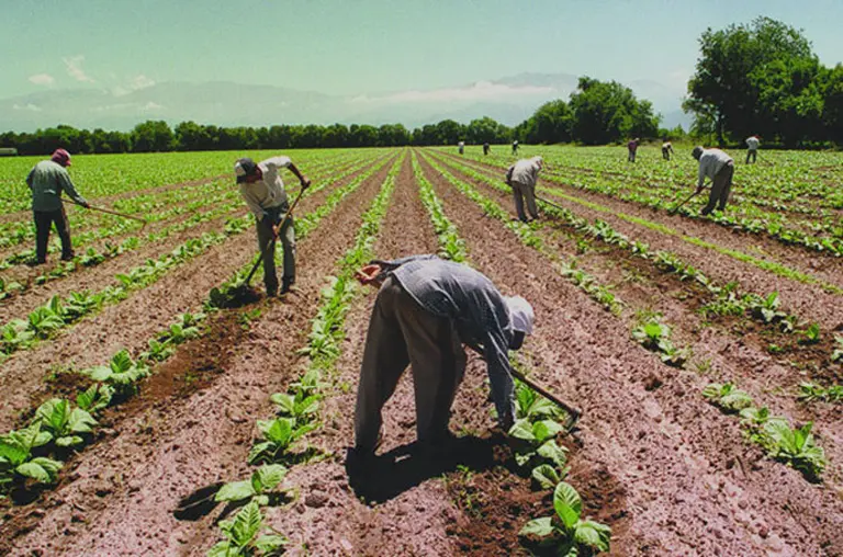 Rubro por rubro, quiénes lideran el campeonato de las agroexportaciones