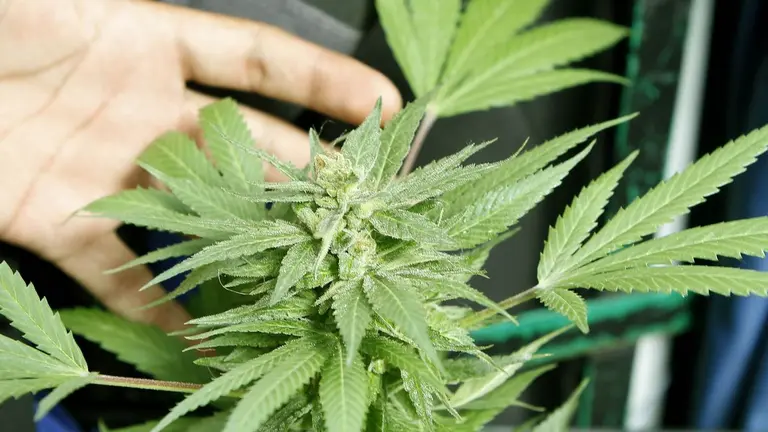 ¿Cuánto tiempo tarda en mejorar la memoria al suspender el consumo de marihuana?