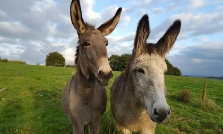 Insólito: se robaron a Juanchi y Alberto, los burros de Cachamai