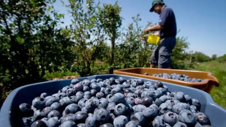 Qué sectores exportadores se benefician con la reducción de aranceles que anunció China