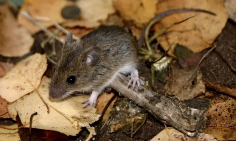 Hantavirus: por qué algunos casos alertan y otros no