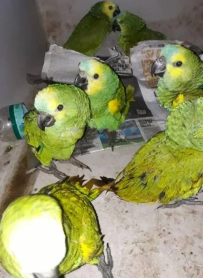 Un hombre vendía loros habladores por Facebook, la policía fingió una compra y los recuperó