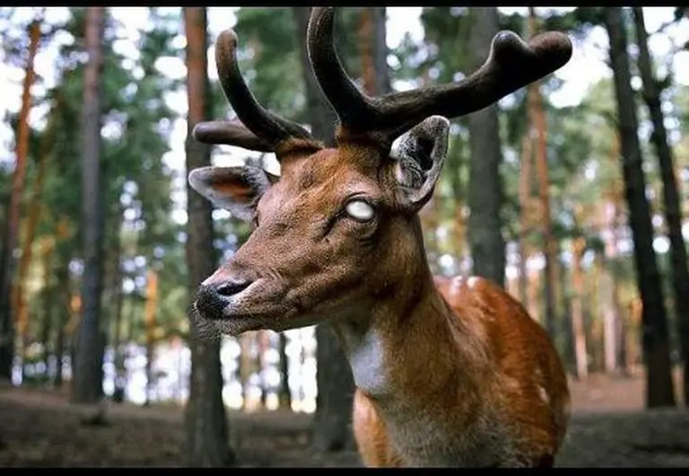 Ciervos zombies: de qué se trata la enfermedad que podría contagiar a los humanos