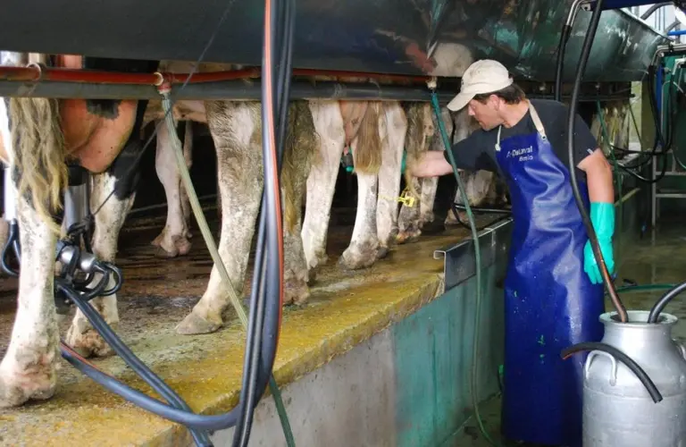 Hoy es el Día del Tambero en toda Argentina