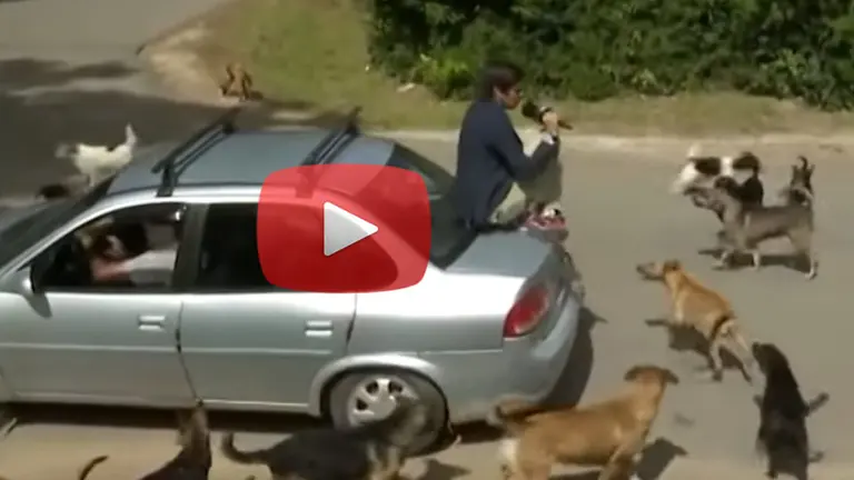 Video: Robertito Funes fue atacado por una jauría de perros durante un móvil y tuvo que huir