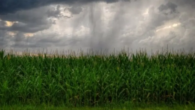 En Córdoba no descartan posibles pérdidas en la cosecha si siguen las fuertes lluvias