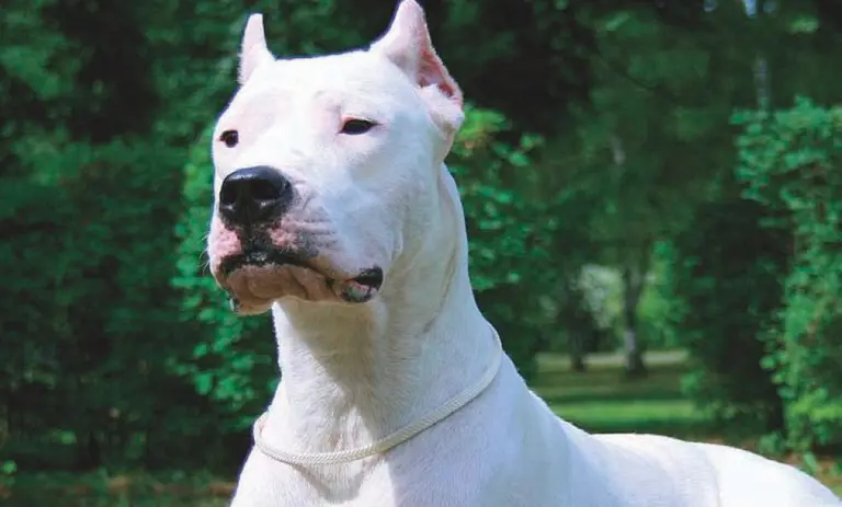 Una nena de 6 años fue atacada por su perro, mientras miraba televisión en el living de su casa