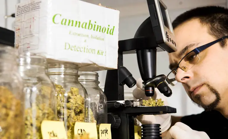 El mejor sommelier de marihuana del mundo